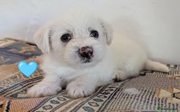 Cavachon dogs for sale: Cavachon Puppies - excellent example!  - Image 21