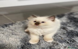 Ragdoll cats for sale: Fully Traceable Traditional Ragdoll Kittens - Advert 9