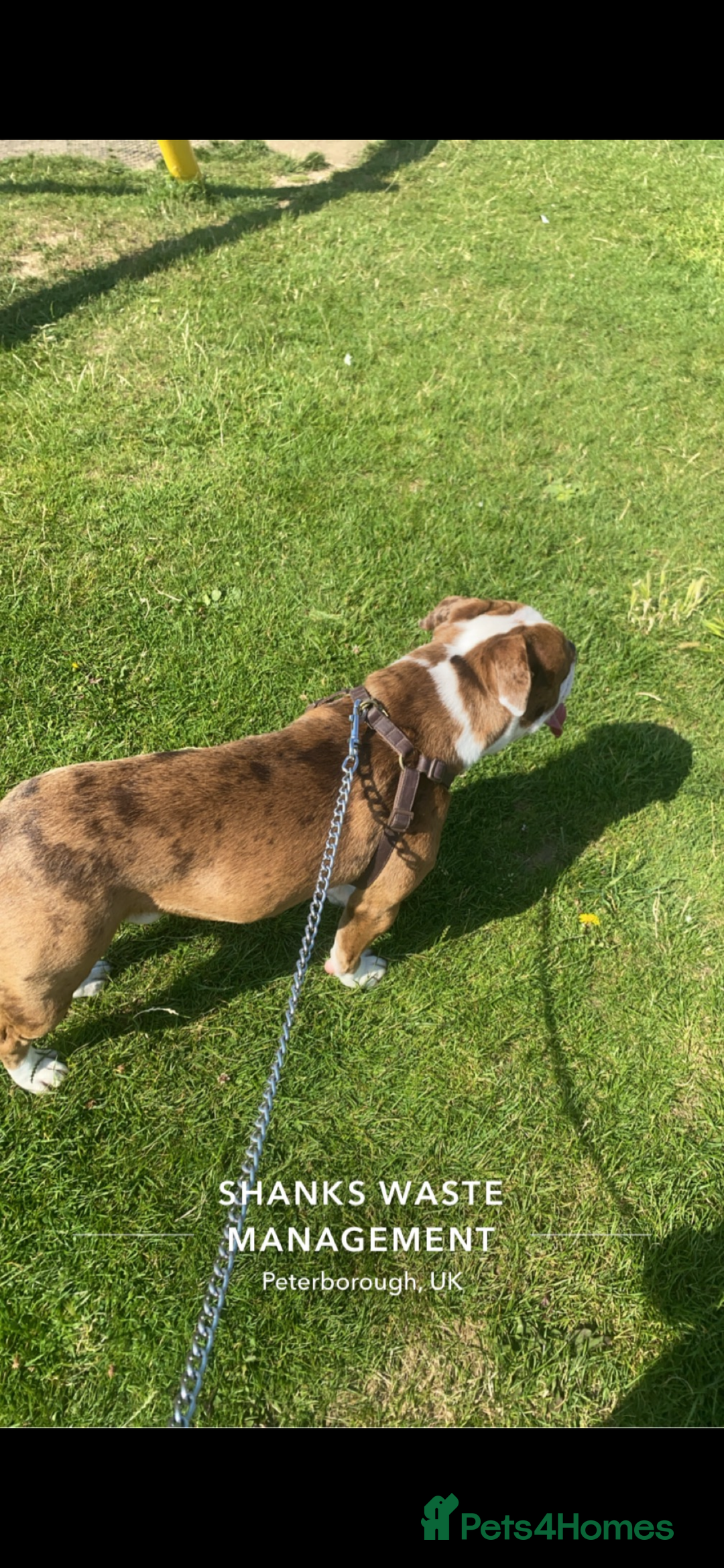 Olde English Bulldogge dogs for sale: Olde English balldog - Image 2