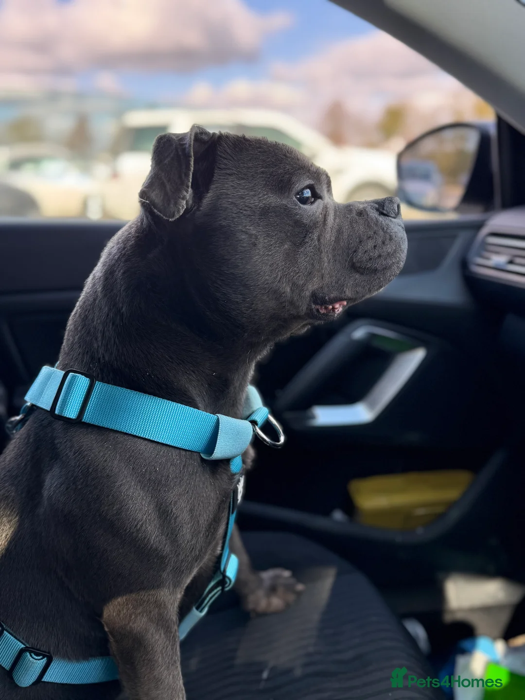 Staffordshire Bull Terrier dogs for stud: EXCEPTIONAL STUD. (litter brother to boss)  in Crewe - Advert 4