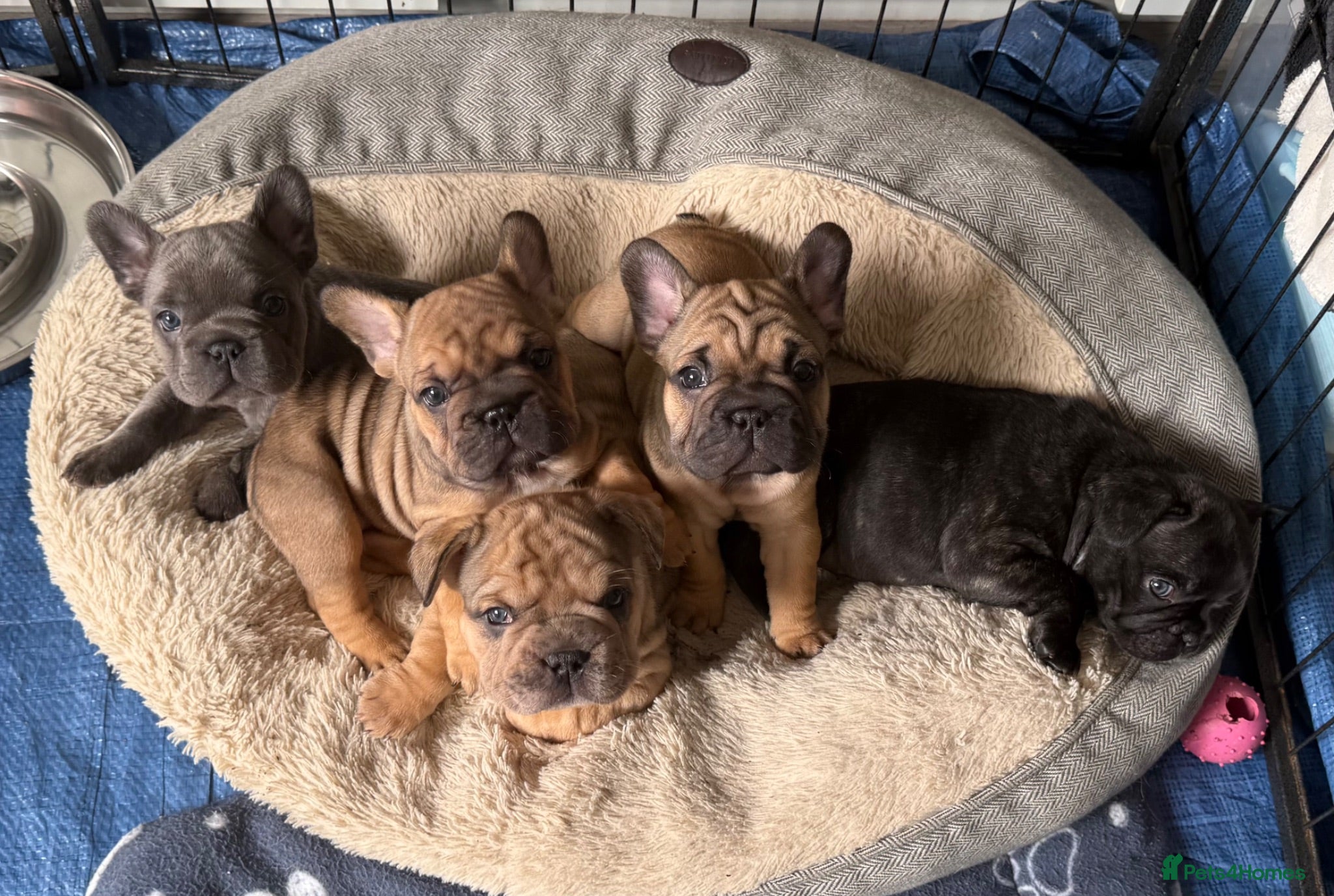 French Bulldog dogs 5 beautiful Kc reg pups carrying  **  & fluffy - Advert 14