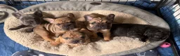 French Bulldog dogs for sale: 🌟last 2 KC pup left🌟 Ready to go  - Advert 5