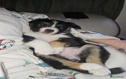 Border Collie dogs for sale: Border collie pups - Image 10