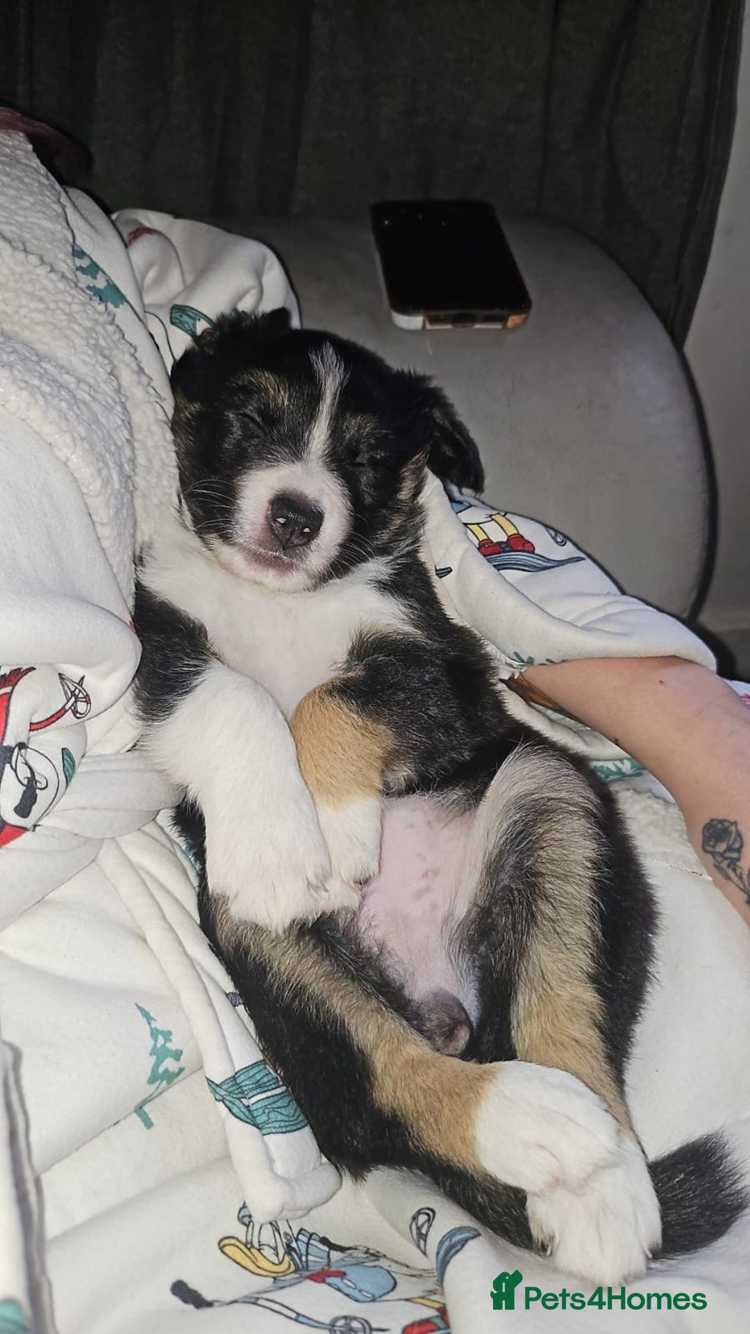 Border Collie dogs for sale: Border collie pups - Image 10