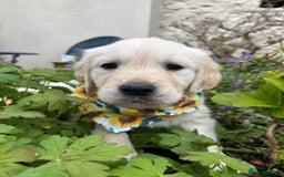 Golden Retriever dogs for sale: ❤️ Superb Litter of Golden Retriever Puppies ❤️ - Image 31