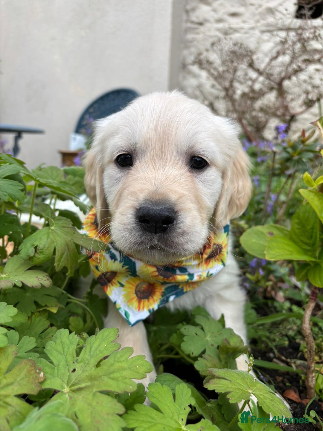 Golden Retriever dogs for sale: ❤️ Superb Litter of Golden Retriever Puppies ❤️ - Image 31