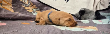 Labrador Retriever Puppy 5 Dark Blue 