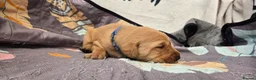 Labrador Retriever dogs for sale: Fox red labrador puppies KC Registered - Advert 22
