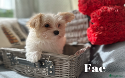 Yorkshire Terrier dogs for sale: Adorable Golddust Yorkshire Terrier Puppies - Image 19