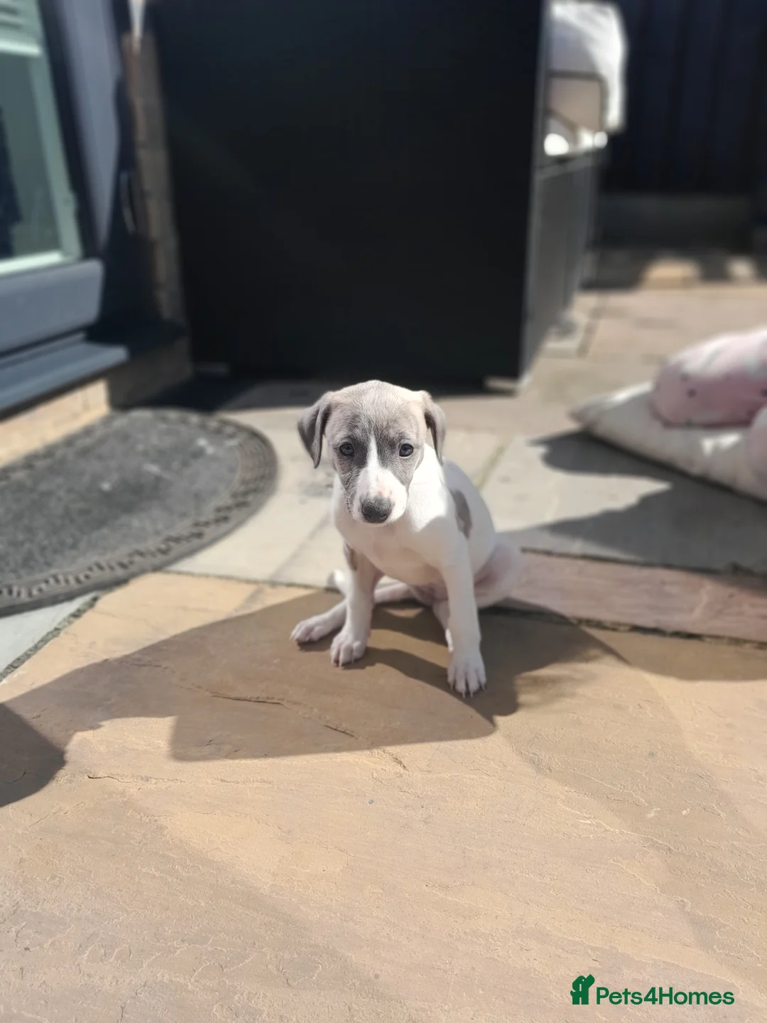 Mixed Breed dogs for sale: Wiggy - Advert 5