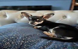 Chihuahua dogs for sale: Seeking a warm lap. - Image 6