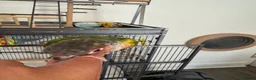 Conures birds for sale: Red factor, yellow sided pineapple conure - Advert 26