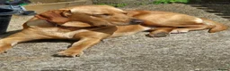 Labrador Retriever dogs for sale: Labrador  in Northallerton - Advert 7