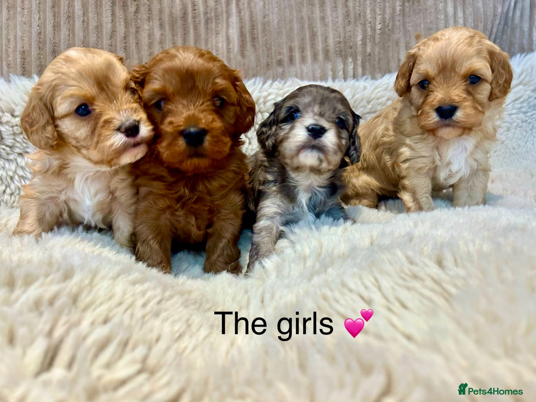 Cavapoo dogs F1 Rainbow litter of Cavapoo cuties  - Advert 1