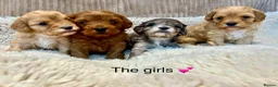 Cavapoo dogs for sale: F1 🌈 litter of Cavapoo cuties clear 🧬 parents  - Advert 1