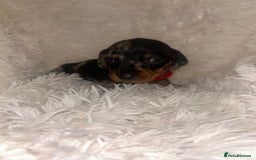 Miniature Dachshund dogs for sale: miniature dachshund puppies - Image 14