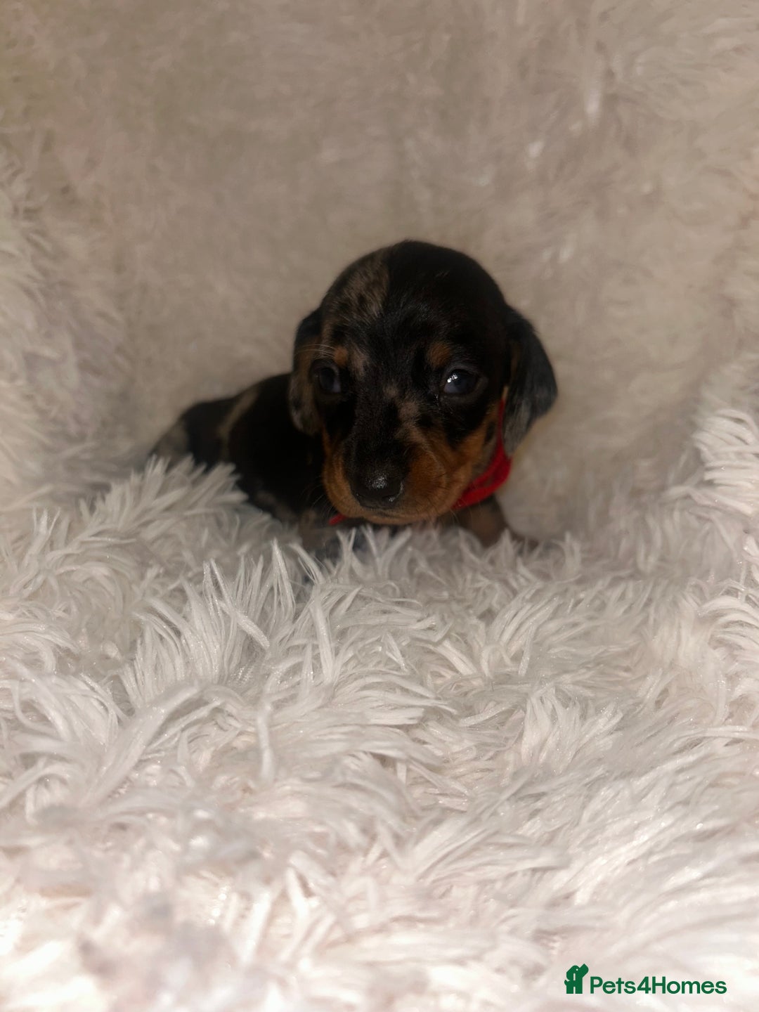 Miniature Dachshund dogs for sale: miniature dachshund puppies - Image 14