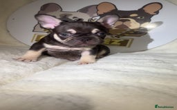 French Bulldog dogs for sale: French Bulldog puppies for sale - Image 19