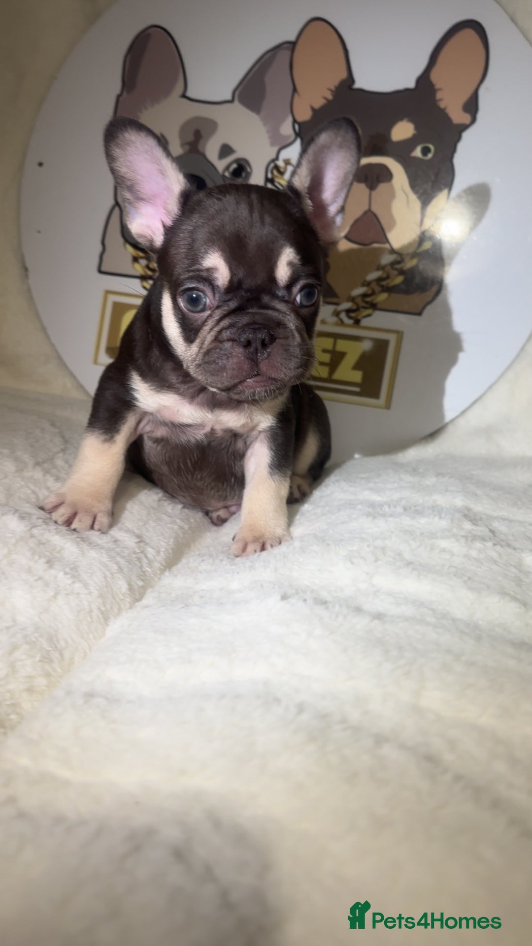 French Bulldog dogs for sale: French Bulldog puppies for sale - Image 19