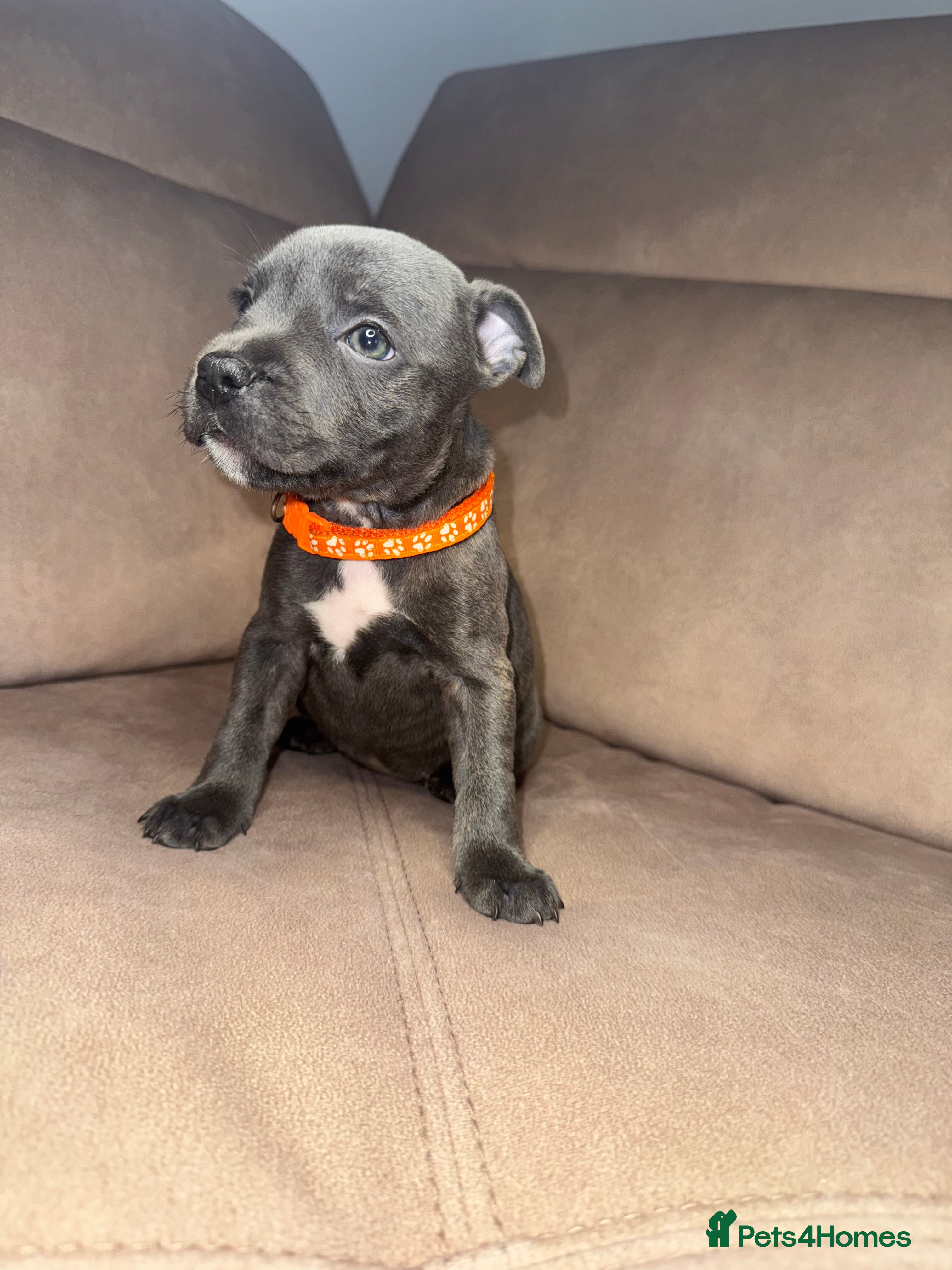 Staffordshire Bull Terrier dogs KC Registered Staffy Puppy - Last Girl available  - Advert 7