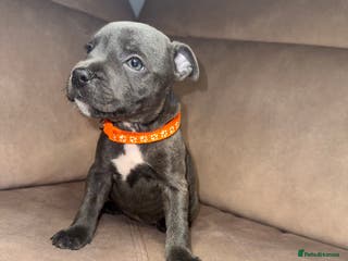 Staffordshire Bull Terrier dogs KC Registered Staffy Puppy - Last Girl available - Advert 11