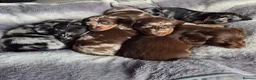 Dachshund dogs for sale: 3 female and 2 male puppies  - Advert 3
