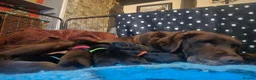 Labrador Retriever dogs for sale: RKC Registered Black Labrador Puppies in Llanwrtyd Wells - Advert 4