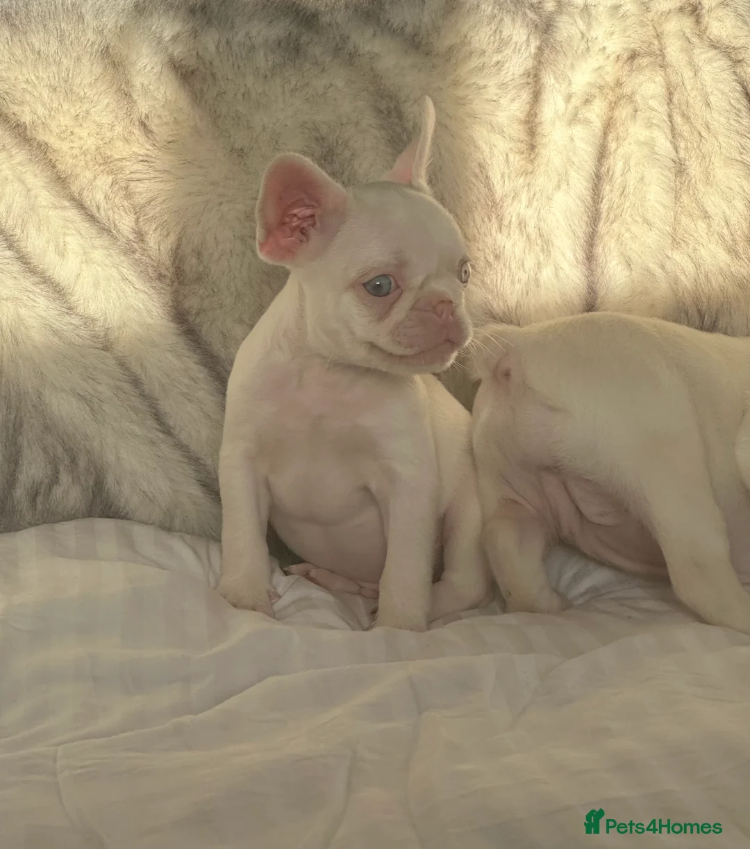French Bulldog dogs for sale: READY NOW KC registered French Bulldog puppies - Advert 4