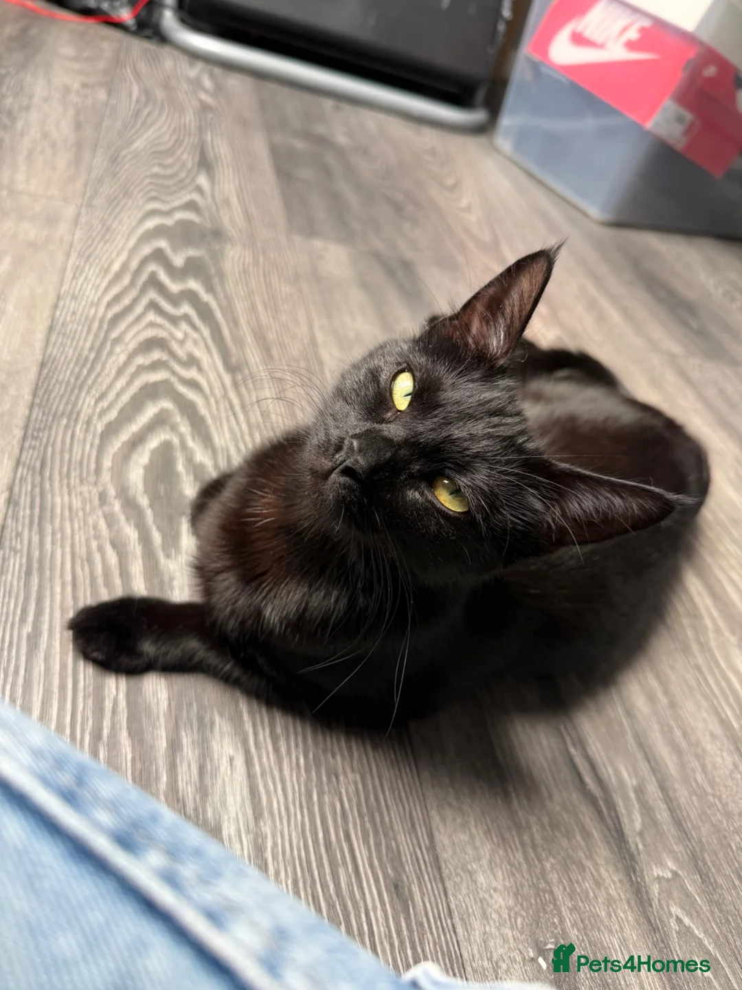 Domestic Shorthair cats for sale: 4 gorgeous babies in Milton Keynes - Advert 2