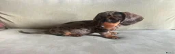 Miniature Dachshund dogs for sale: 4 miniature dachshunds - Advert 19