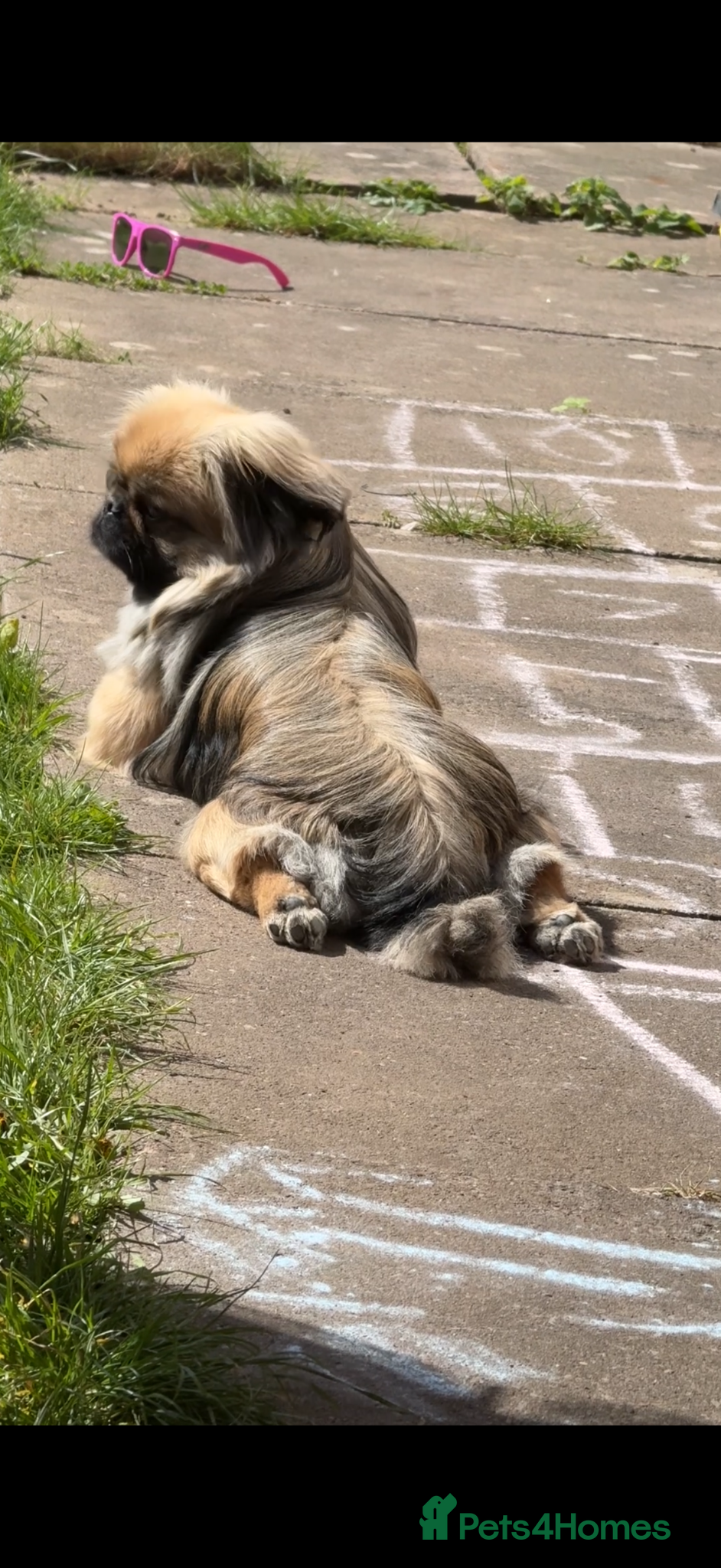 Pekingese dogs for sale: Ted is 17 months - Advert 6