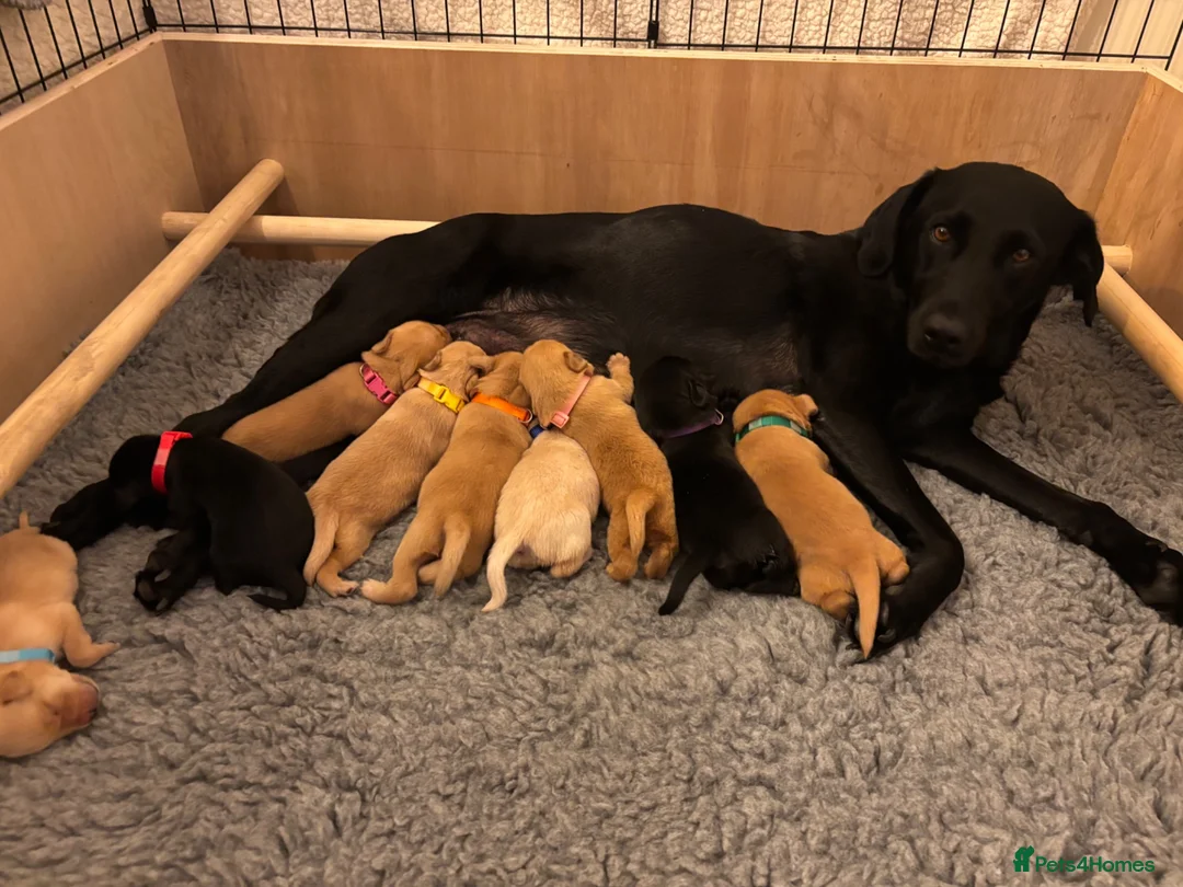 Labrador Retriever dogs for sale: KC Registered Labrador Puppies in Barrow-in-Furness - Advert 1