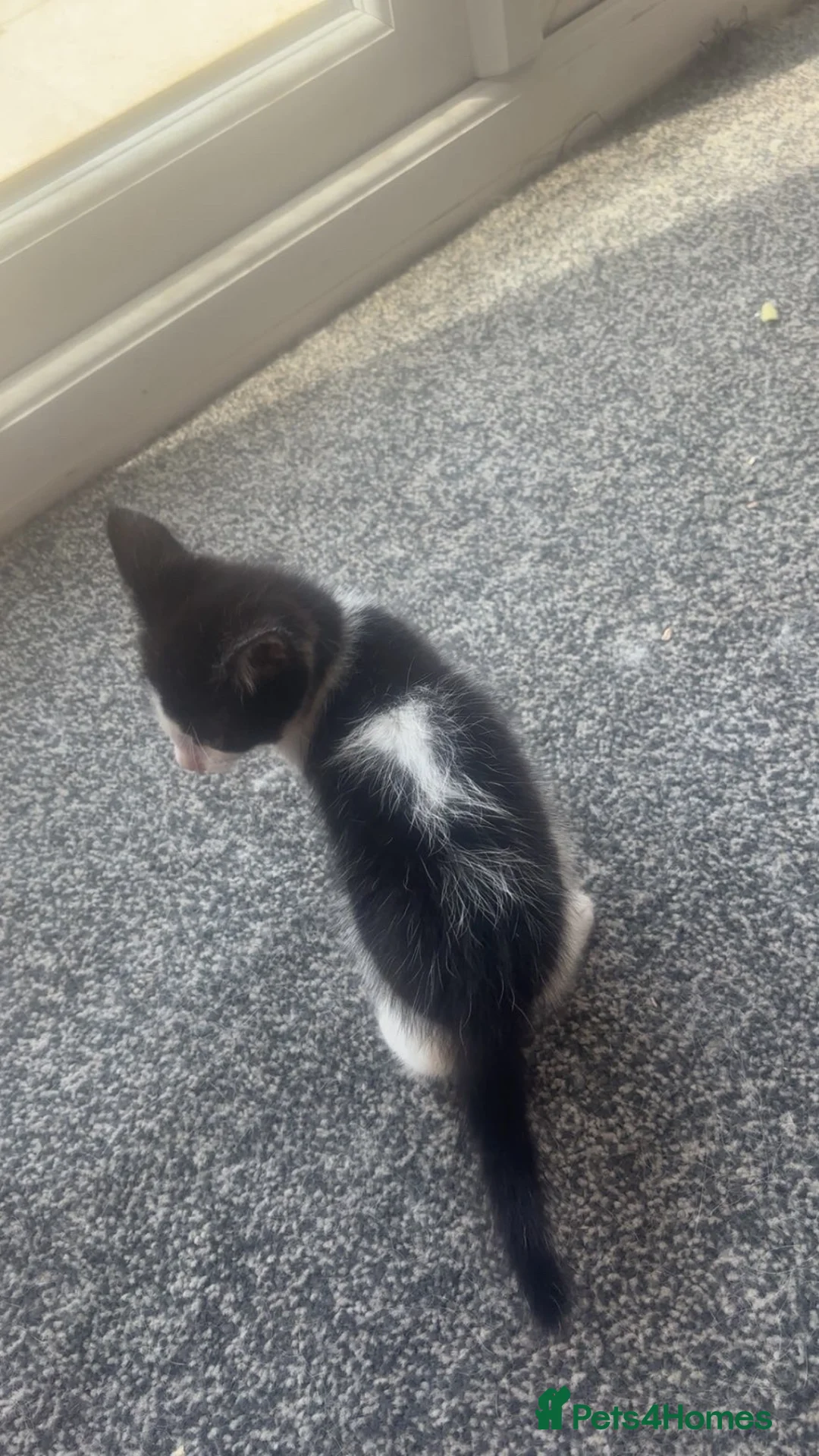 Mixed Breed cats for sale: Lovely male kitten - Advert 2