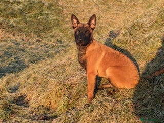 Belgian Shepherd Dog dogs Belgian Shepherd (Malinois) - Advert 13