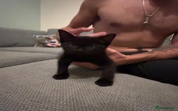 Mixed Breed cats for sale: Three playful kittens in search of forever home. - Image 19