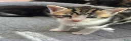 Mixed Breed cats for sale: Beautiful Affectionate Kittens - Advert 11