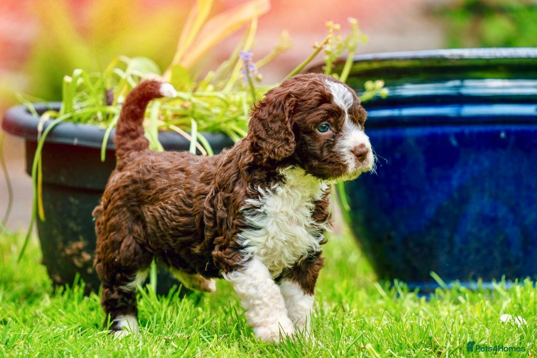 Spanish Water Dog dogs for sale: Spanish Water Dog Puppies  - Image 18