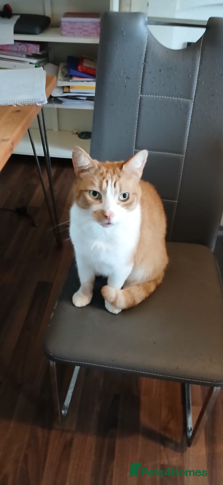 Mixed Breed cats Ginger Tom Cat age 8  - Advert 1