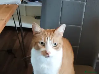 Mixed Breed cats Ginger Tom Cat age 8 - Advert 3