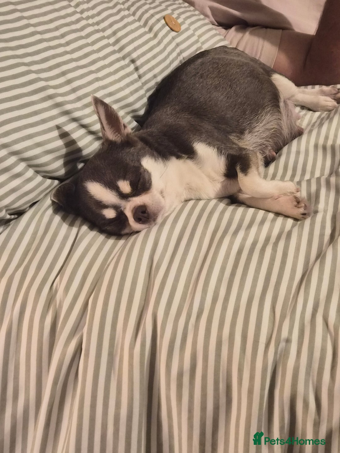 Chihuahua dogs for sale: 5 Beautiful true to type small chihuahuas - Advert 8