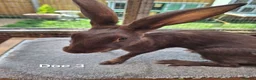 Belgian Hares rabbits for sale: Young pure bred hares for sale - Advert 5