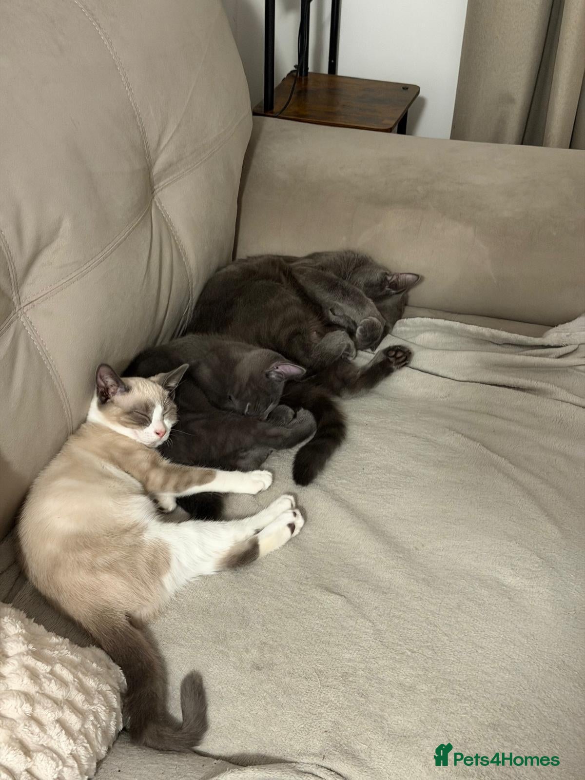 Chartreux cats Beautiful friendly Grey kitten - Advert 2