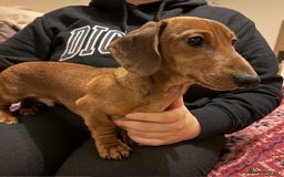 Miniature Dachshund dogs for sale: Miniature dachshund  - Image 7
