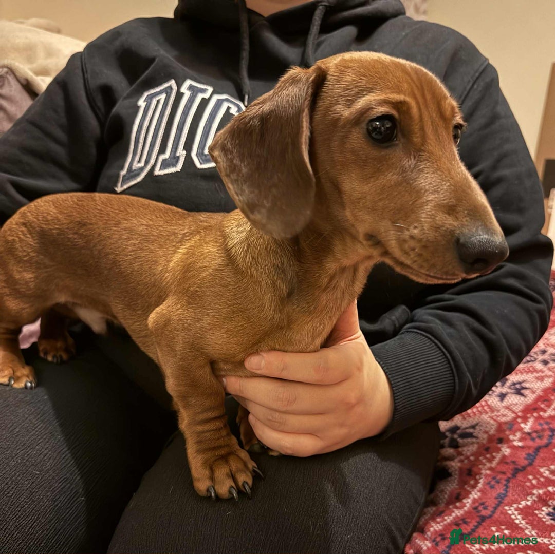 Miniature Dachshund dogs for sale: Miniature dachshund  - Image 7