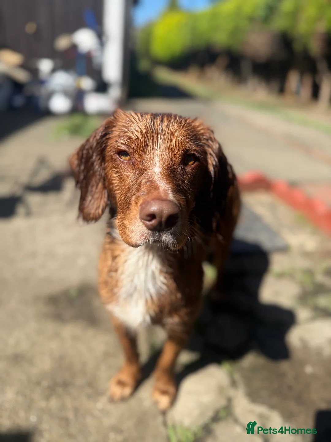 Cocker Spaniel dogs for sale: Looking for my forever home  - Advert 8