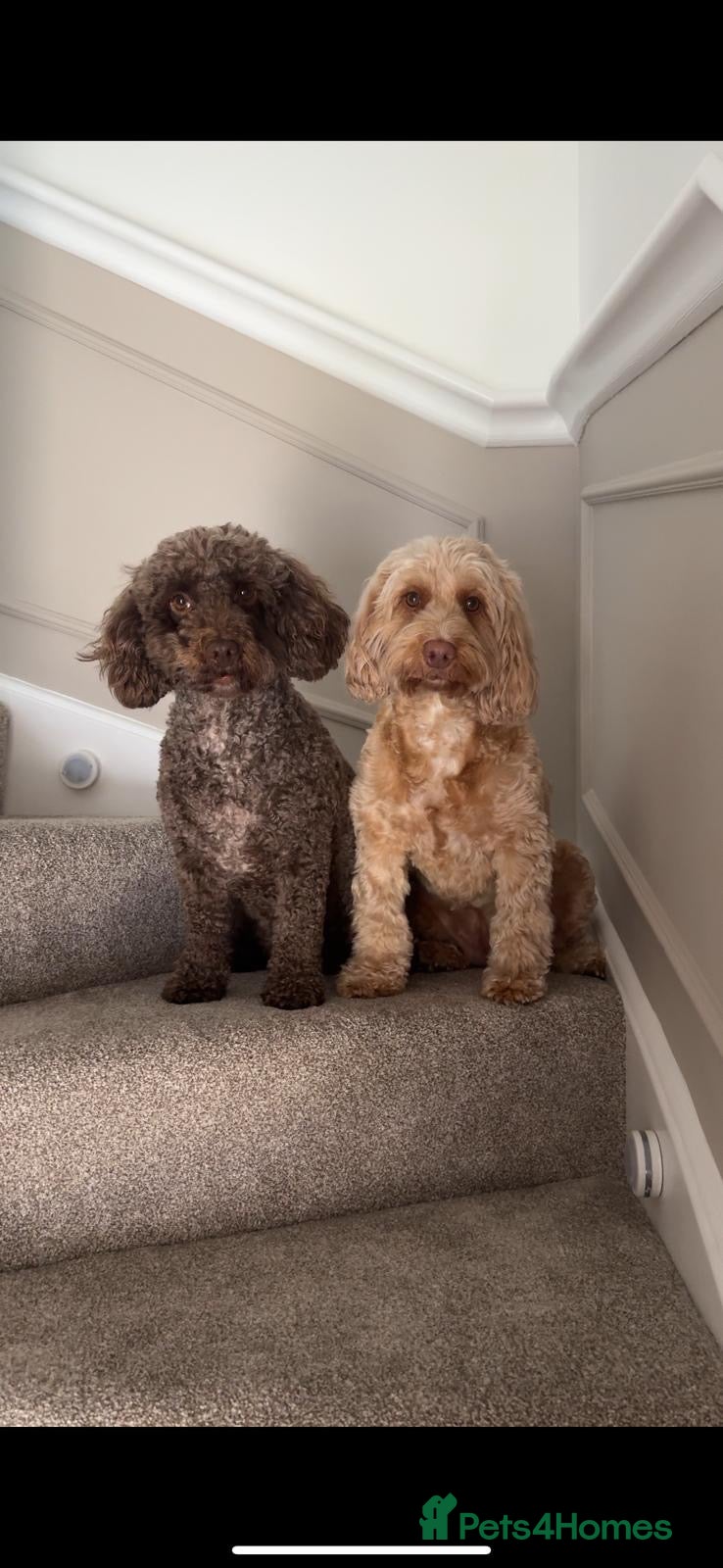 Cockapoo dogs Coco and willow - Advert 7