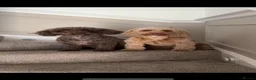 Cockapoo dogs for sale: Coco and willow in Bristol - Advert 1