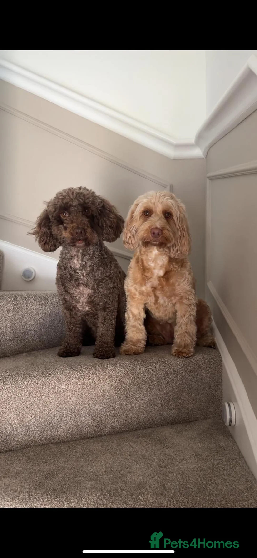 Cockapoo dogs for sale: Coco and willow in Bristol - Advert 1