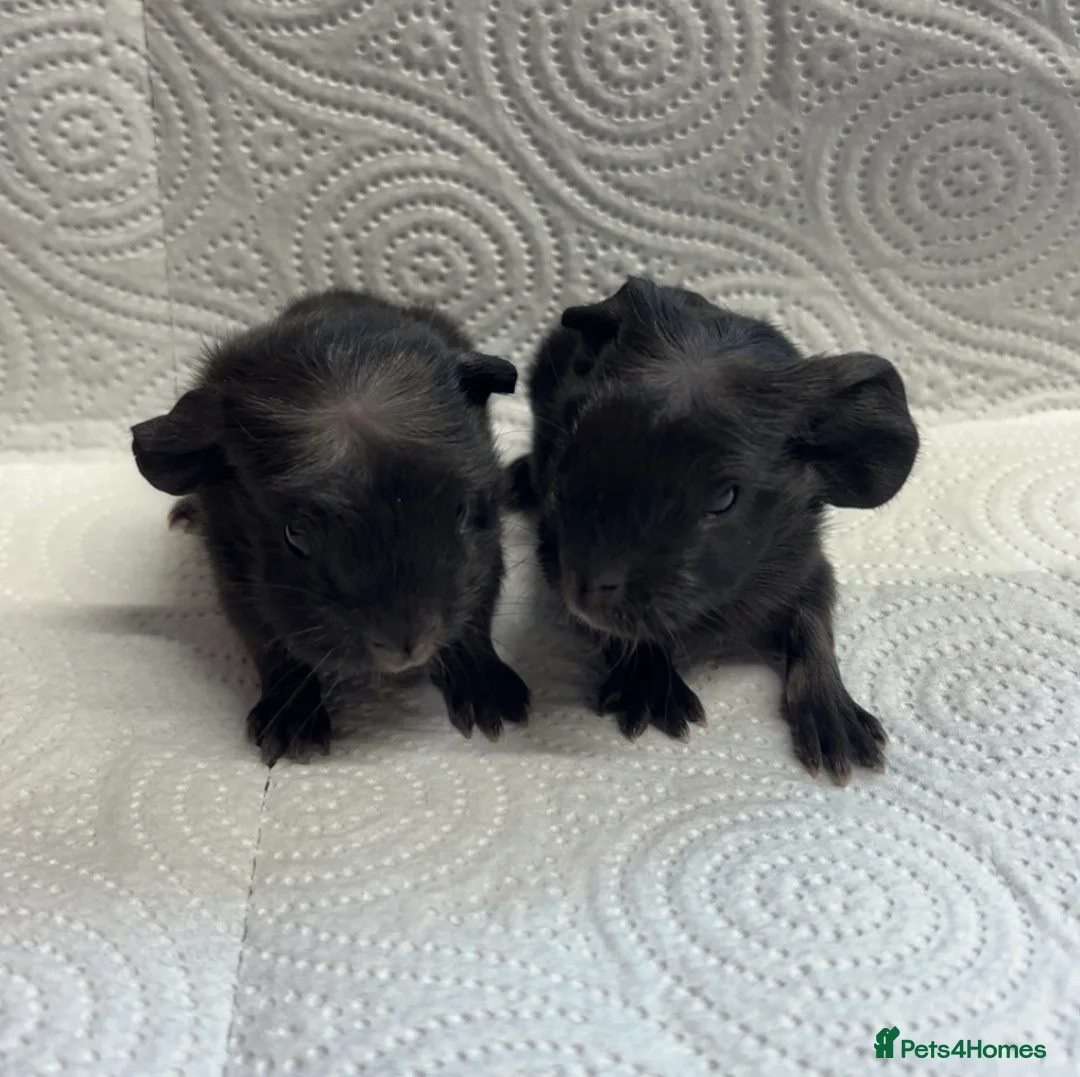 Guinea Pig rodents for sale: Beautiful babies BORN/ready 2 reserve  - Advert 13
