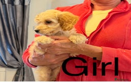 Cockapoo dogs for sale:  F1 Cockapoo puppies - Image 4